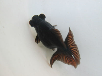 倉庫◆生体  蝶尾　当歳魚  約8センチ （1匹）チョウビ/金魚/琉金/きんぎょ/国産金魚【金魚小屋-希-福岡】