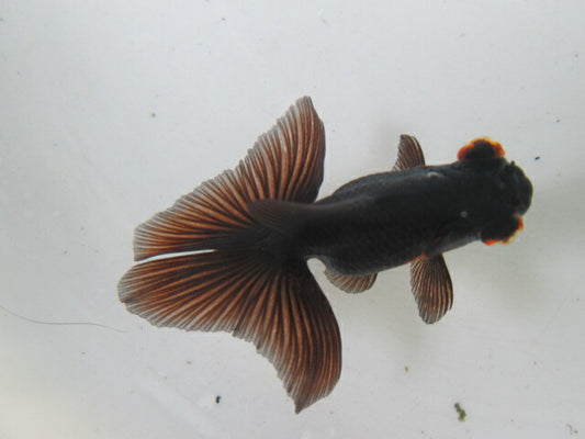 倉庫◆生体  蝶尾　当歳魚  約7センチ （1匹）チョウビ/金魚/琉金/きんぎょ/国産金魚【金魚小屋-希-福岡】