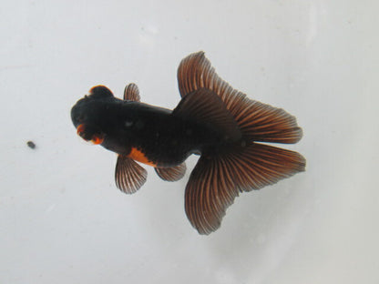 倉庫◆生体  蝶尾　当歳魚  約7センチ （1匹）チョウビ/金魚/琉金/きんぎょ/国産金魚【金魚小屋-希-福岡】
