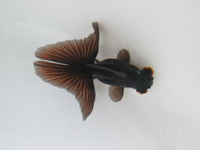 倉庫◆生体  蝶尾　当歳魚  約7センチ （1匹）チョウビ/金魚/琉金/きんぎょ/国産金魚【金魚小屋-希-福岡】