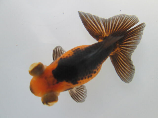 倉庫◆生体  蝶尾　当歳魚  約8センチ （1匹）チョウビ/金魚/琉金/きんぎょ/国産金魚【金魚小屋-希-福岡】