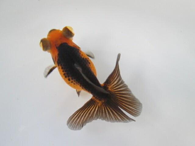 倉庫◆生体  蝶尾　当歳魚  約8センチ （1匹）チョウビ/金魚/琉金/きんぎょ/国産金魚【金魚小屋-希-福岡】
