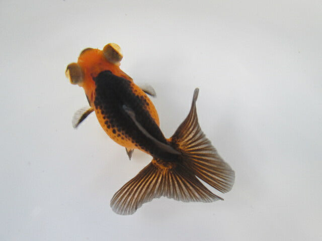 倉庫◆生体  蝶尾　当歳魚  約8センチ （1匹）チョウビ/金魚/琉金/きんぎょ/国産金魚【金魚小屋-希-福岡】