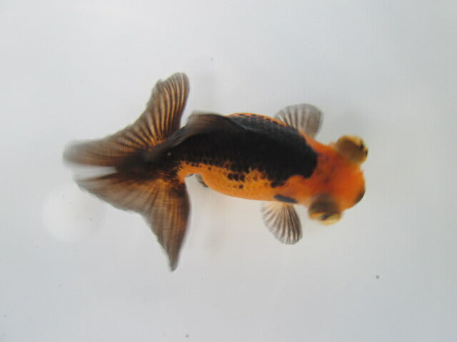 倉庫◆生体  蝶尾　当歳魚  約8センチ （1匹）チョウビ/金魚/琉金/きんぎょ/国産金魚【金魚小屋-希-福岡】