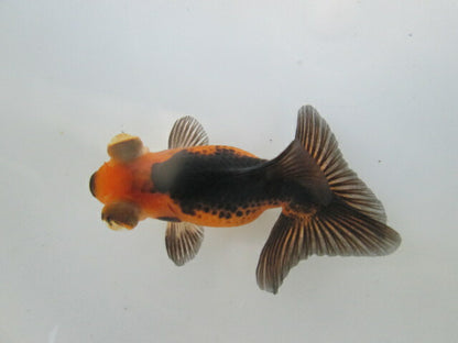 倉庫◆生体  蝶尾　当歳魚  約8センチ （1匹）チョウビ/金魚/琉金/きんぎょ/国産金魚【金魚小屋-希-福岡】