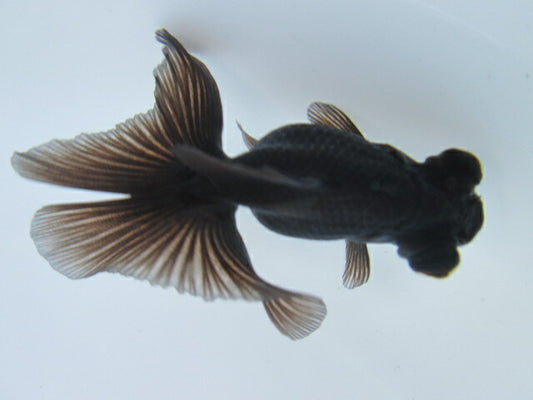 倉庫◆生体  蝶尾　当歳魚  約8センチ （1匹）チョウビ/金魚/琉金/きんぎょ/国産金魚【金魚小屋-希-福岡】