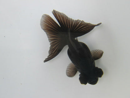 倉庫◆生体  蝶尾　当歳魚  約8センチ （1匹）チョウビ/金魚/琉金/きんぎょ/国産金魚【金魚小屋-希-福岡】