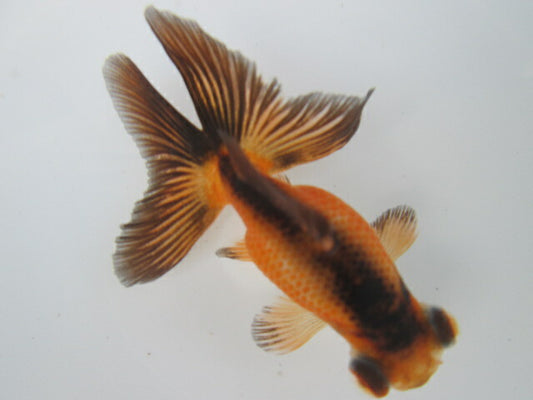 倉庫◆生体  蝶尾　当歳魚  約8センチ （1匹）チョウビ/金魚/琉金/きんぎょ/国産金魚【金魚小屋-希-福岡】