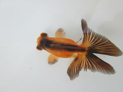 倉庫◆生体  蝶尾　当歳魚  約8センチ （1匹）チョウビ/金魚/琉金/きんぎょ/国産金魚【金魚小屋-希-福岡】