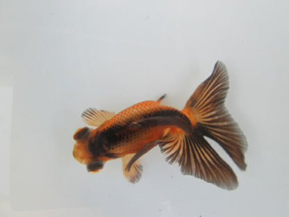 倉庫◆生体  蝶尾　当歳魚  約8センチ （1匹）チョウビ/金魚/琉金/きんぎょ/国産金魚【金魚小屋-希-福岡】