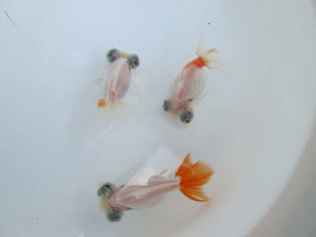 倉庫◆生体  蝶尾(3匹セット) 二歳魚  約7センチ  チョウビ/金魚/琉金/きんぎょ/国産金魚【金魚小屋-希-福岡】