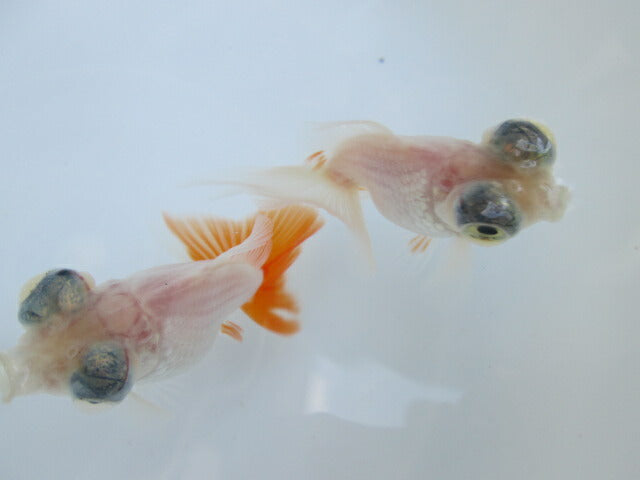 倉庫◆生体  蝶尾(3匹セット) 二歳魚  約7センチ  チョウビ/金魚/琉金/きんぎょ/国産金魚【金魚小屋-希-福岡】