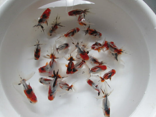 倉庫◆生体  東錦　当歳魚  約7〜8センチ （1匹）あずまにしき/金魚/獅子頭/きんぎょ/国産金魚【金魚小屋-希-福岡】