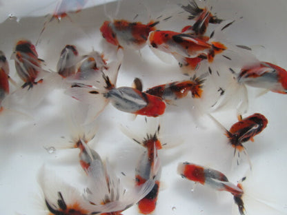 倉庫◆生体  東錦　当歳魚  約7〜8センチ （1匹）あずまにしき/金魚/獅子頭/きんぎょ/国産金魚【金魚小屋-希-福岡】