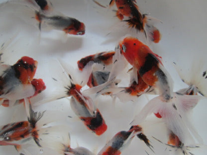 倉庫◆生体  東錦　当歳魚  約7〜8センチ （1匹）あずまにしき/金魚/獅子頭/きんぎょ/国産金魚【金魚小屋-希-福岡】