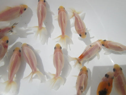 倉庫◆生体  藤ロクリン　当歳魚  約6センチ （1匹）藤六鱗/金魚/琉金/きんぎょ/国産金魚【金魚小屋-希-福岡】