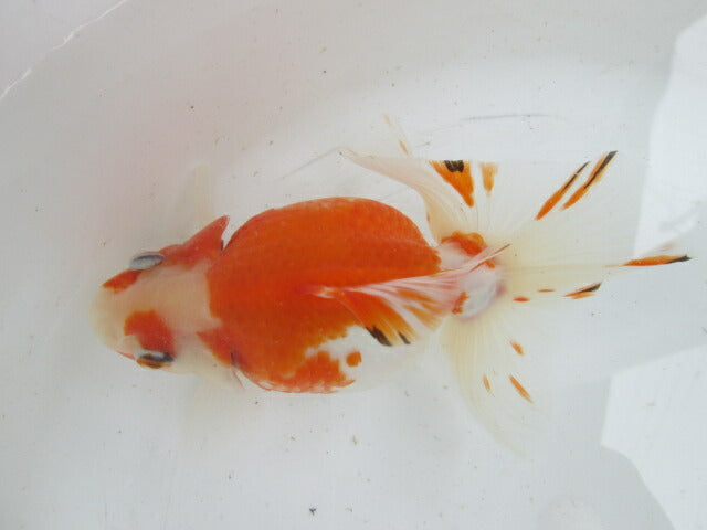 生体  土佐錦（1）　三歳魚  約14センチ （1匹）土佐金/金魚/琉金/きんぎょ/国産金魚【金魚小屋-希-福岡】