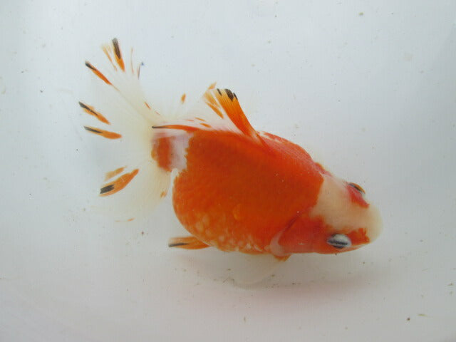 生体  土佐錦（1）　三歳魚  約14センチ （1匹）土佐金/金魚/琉金/きんぎょ/国産金魚【金魚小屋-希-福岡】