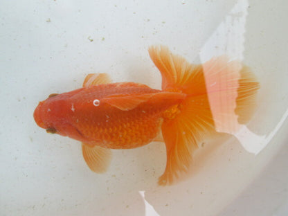 生体  土佐錦（2）　三歳魚  約14センチ （1匹）土佐金/金魚/琉金/きんぎょ/国産金魚【金魚小屋-希-福岡】