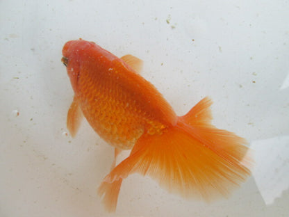 生体  土佐錦（2）　三歳魚  約14センチ （1匹）土佐金/金魚/琉金/きんぎょ/国産金魚【金魚小屋-希-福岡】