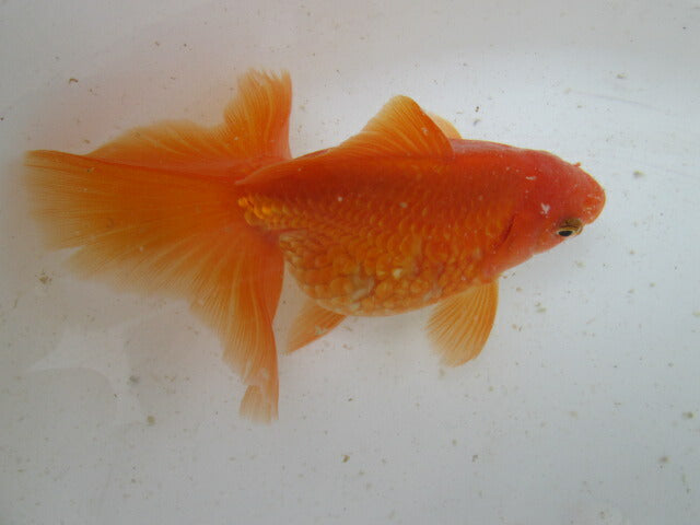 生体  土佐錦（2）　三歳魚  約14センチ （1匹）土佐金/金魚/琉金/きんぎょ/国産金魚【金魚小屋-希-福岡】