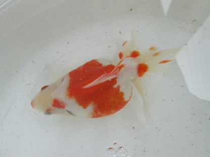 生体  土佐錦（3）　三歳魚  約14センチ （1匹）土佐金/金魚/琉金/きんぎょ/国産金魚【金魚小屋-希-福岡】