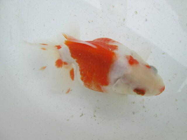 生体  土佐錦（3）　三歳魚  約14センチ （1匹）土佐金/金魚/琉金/きんぎょ/国産金魚【金魚小屋-希-福岡】