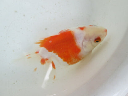 生体  土佐錦（3）　三歳魚  約14センチ （1匹）土佐金/金魚/琉金/きんぎょ/国産金魚【金魚小屋-希-福岡】