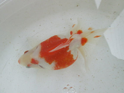生体  土佐錦（3）　三歳魚  約14センチ （1匹）土佐金/金魚/琉金/きんぎょ/国産金魚【金魚小屋-希-福岡】