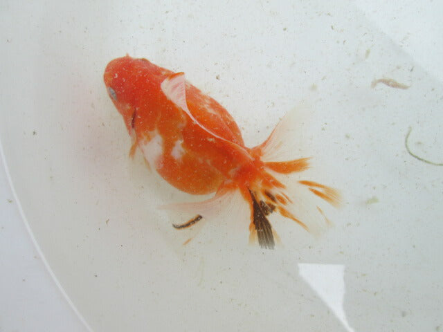 生体  土佐錦（6）　三歳魚  約12センチ （1匹）土佐金/金魚/琉金/きんぎょ/国産金魚【金魚小屋-希-福岡】