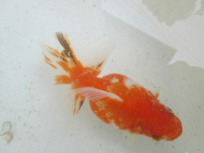 生体  土佐錦（6）　三歳魚  約12センチ （1匹）土佐金/金魚/琉金/きんぎょ/国産金魚【金魚小屋-希-福岡】