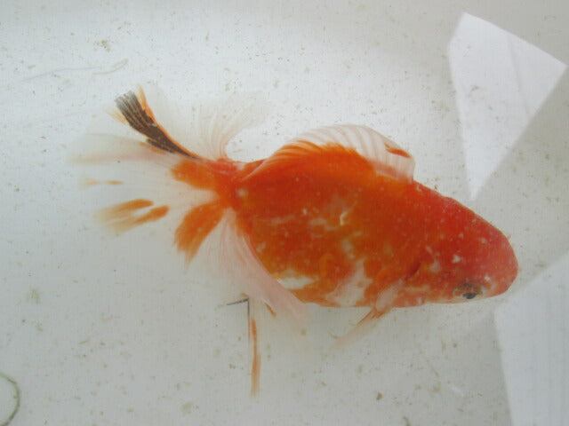 生体  土佐錦（6）　三歳魚  約12センチ （1匹）土佐金/金魚/琉金/きんぎょ/国産金魚【金魚小屋-希-福岡】