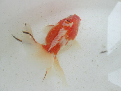 生体  土佐錦（7）　三歳魚  約12センチ （1匹）土佐金/金魚/琉金/きんぎょ/国産金魚【金魚小屋-希-福岡】