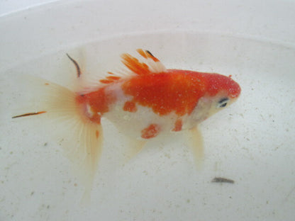 生体  土佐錦（7）　三歳魚  約12センチ （1匹）土佐金/金魚/琉金/きんぎょ/国産金魚【金魚小屋-希-福岡】