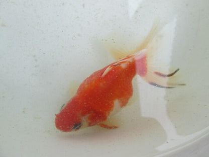 生体  土佐錦（7）　三歳魚  約12センチ （1匹）土佐金/金魚/琉金/きんぎょ/国産金魚【金魚小屋-希-福岡】