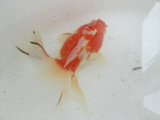 生体  土佐錦（7）　三歳魚  約12センチ （1匹）土佐金/金魚/琉金/きんぎょ/国産金魚【金魚小屋-希-福岡】