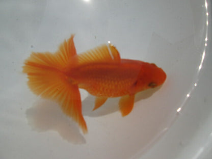 生体  土佐錦（8）　二歳魚  約8〜9センチ （1匹）土佐金/金魚/琉金/きんぎょ/国産金魚【金魚小屋-希-福岡】