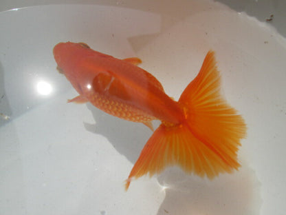 生体  土佐錦（8）　二歳魚  約8〜9センチ （1匹）土佐金/金魚/琉金/きんぎょ/国産金魚【金魚小屋-希-福岡】