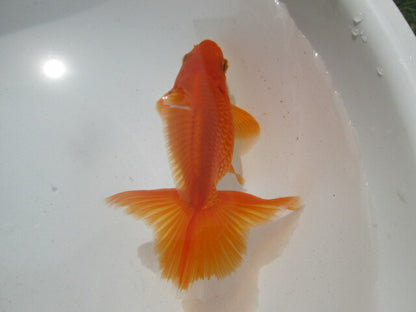 生体  土佐錦（8）　二歳魚  約8〜9センチ （1匹）土佐金/金魚/琉金/きんぎょ/国産金魚【金魚小屋-希-福岡】