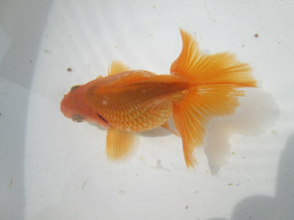 生体  土佐錦（11）　二歳魚  約8〜9センチ （1匹）土佐金/金魚/琉金/きんぎょ/国産金魚【金魚小屋-希-福岡】