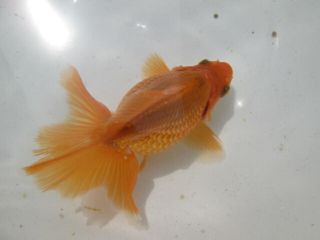 生体  土佐錦（11）　二歳魚  約8〜9センチ （1匹）土佐金/金魚/琉金/きんぎょ/国産金魚【金魚小屋-希-福岡】