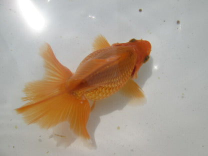 生体  土佐錦（11）　二歳魚  約8〜9センチ （1匹）土佐金/金魚/琉金/きんぎょ/国産金魚【金魚小屋-希-福岡】