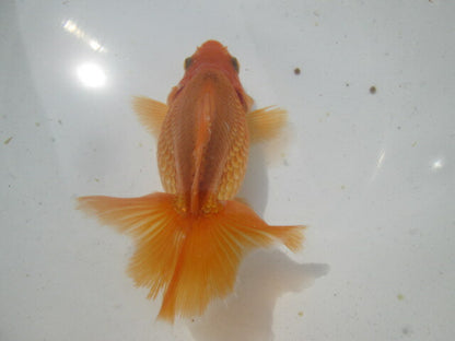 生体  土佐錦（11）　二歳魚  約8〜9センチ （1匹）土佐金/金魚/琉金/きんぎょ/国産金魚【金魚小屋-希-福岡】