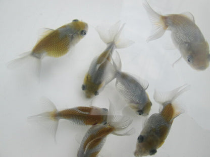 倉庫◆生体オランダショートテール当歳魚約4〜5センチ（1匹）オランダ/金魚/琉金/きんぎょ/国産金魚【金魚小屋-希-福岡】