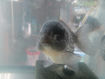 倉庫◆生体オランダショートテール当歳魚約4〜5センチ（1匹）オランダ/金魚/琉金/きんぎょ/国産金魚【金魚小屋-希-福岡】