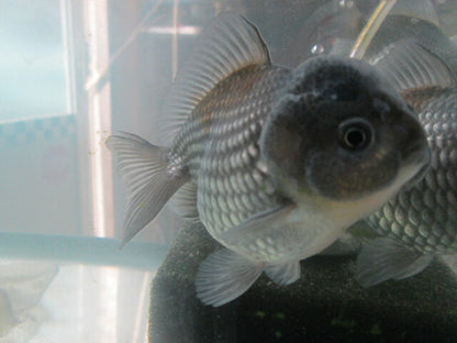 倉庫◆生体オランダショートテール当歳魚約4〜5センチ（1匹）オランダ/金魚/琉金/きんぎょ/国産金魚【金魚小屋-希-福岡】