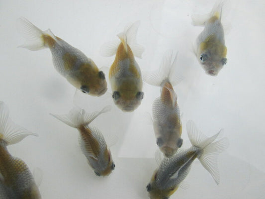 倉庫◆生体オランダショートテール当歳魚約4〜5センチ（1匹）オランダ/金魚/琉金/きんぎょ/国産金魚【金魚小屋-希-福岡】