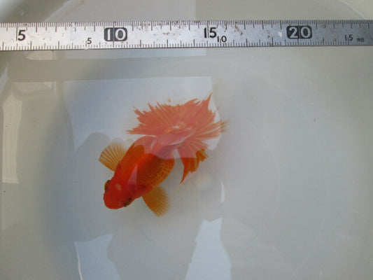 倉庫◆生体（1匹）  NO.1金魚弐歳魚(土佐錦×蝶尾）  約12センチ　土佐錦/金魚/蝶尾/チョウビ/きんぎょ/国産金魚【金魚小屋-希-福岡】