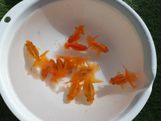 倉庫◆生体土佐錦当歳魚約6〜7センチ（1匹）土佐金/金魚/琉金/きんぎょ/国産金魚【金魚小屋-希-福岡】