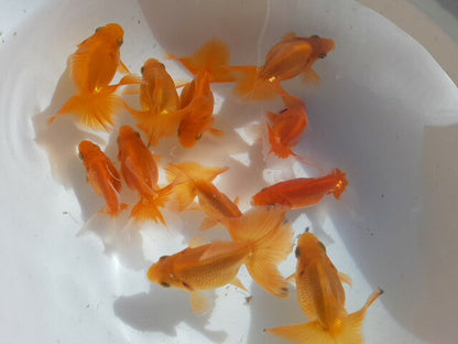 倉庫◆生体土佐錦当歳魚約6〜7センチ（1匹）土佐金/金魚/琉金/きんぎょ/国産金魚【金魚小屋-希-福岡】